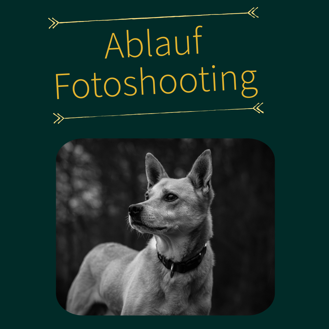 Ablauf Fotoshooting